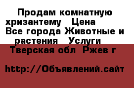 Продам комнатную хризантему › Цена ­ 250 - Все города Животные и растения » Услуги   . Тверская обл.,Ржев г.